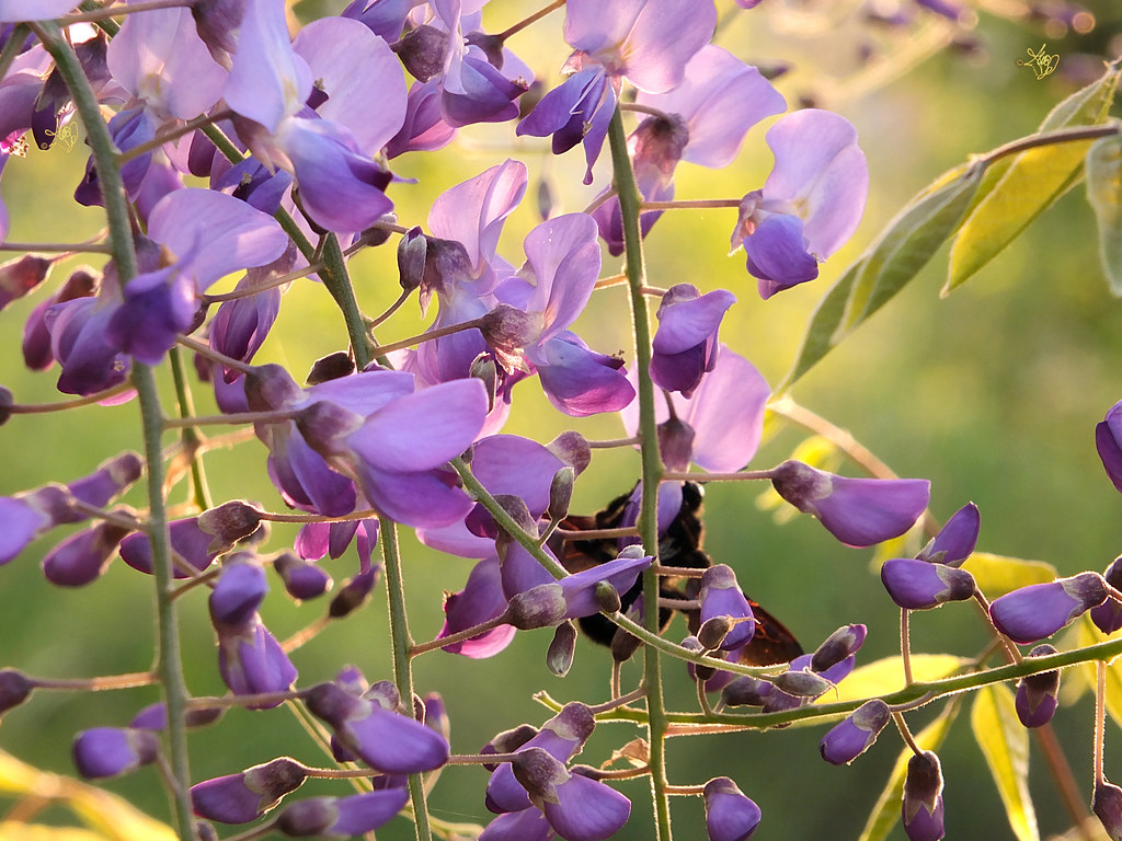 Wisteria Jungle. Ph. by #WhiteANGEL