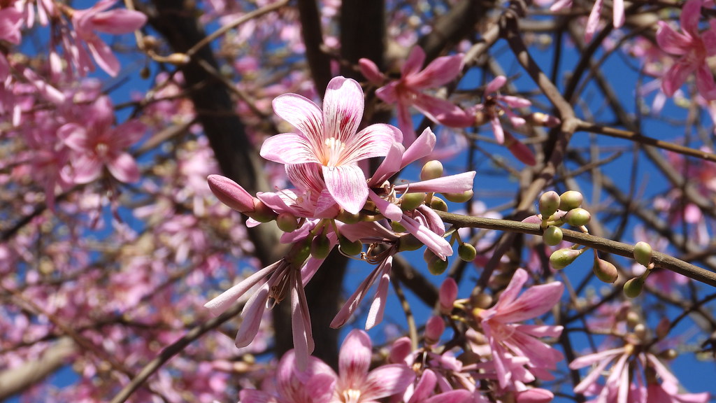 Paineira Rosa - Ceiba speciosa