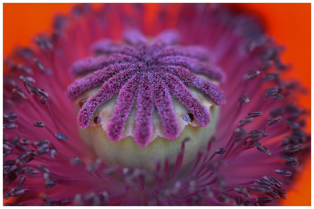 Oriental poppy (Papaver orientale)