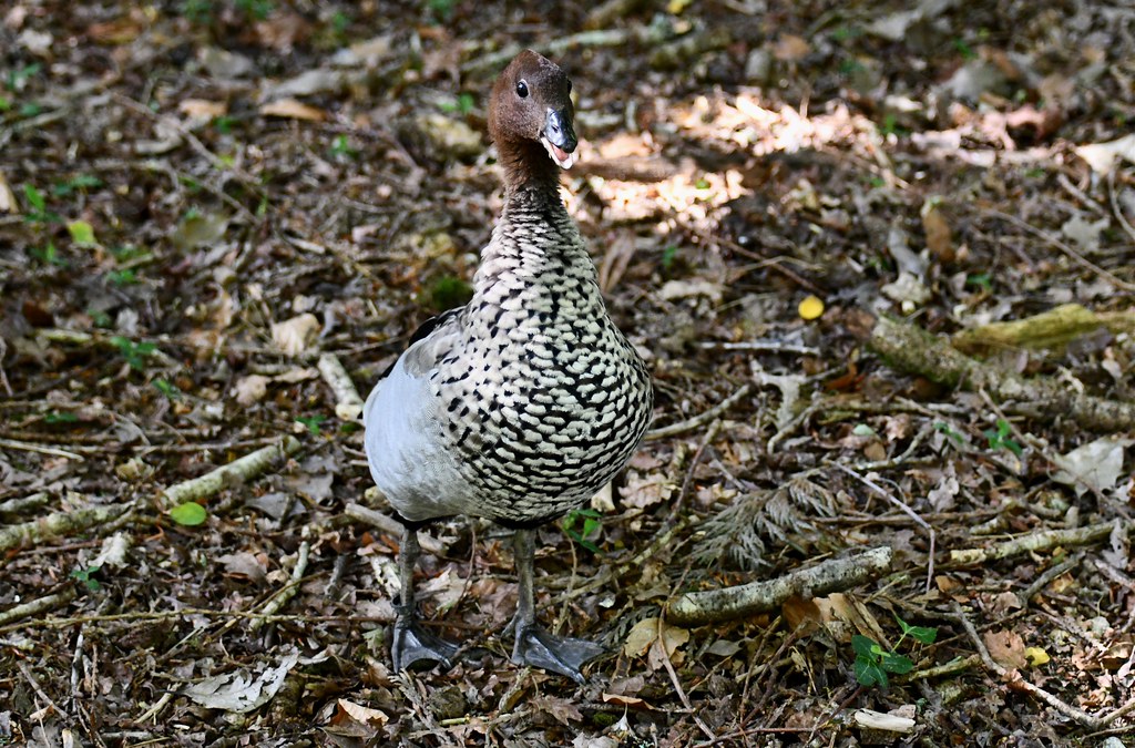 Chenonetta jubata - Bernache &agrave; crini&egrave;re ou Canard &agrave; crini&egrave;re ou Ch&eacute;nonette &agrave; crini&egrave;re - Australian wood duck or Maned duck or Maned goose - 06/06/24