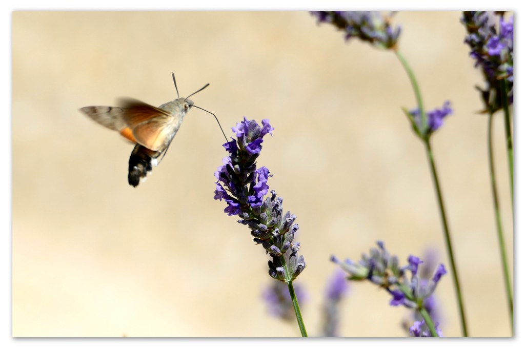 Mariposa colibr&iacute;