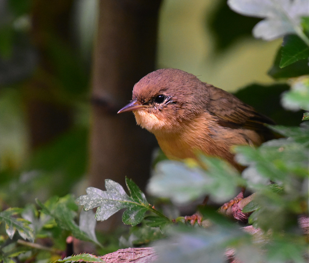 Sixty-Six: Common Yellowthroat
