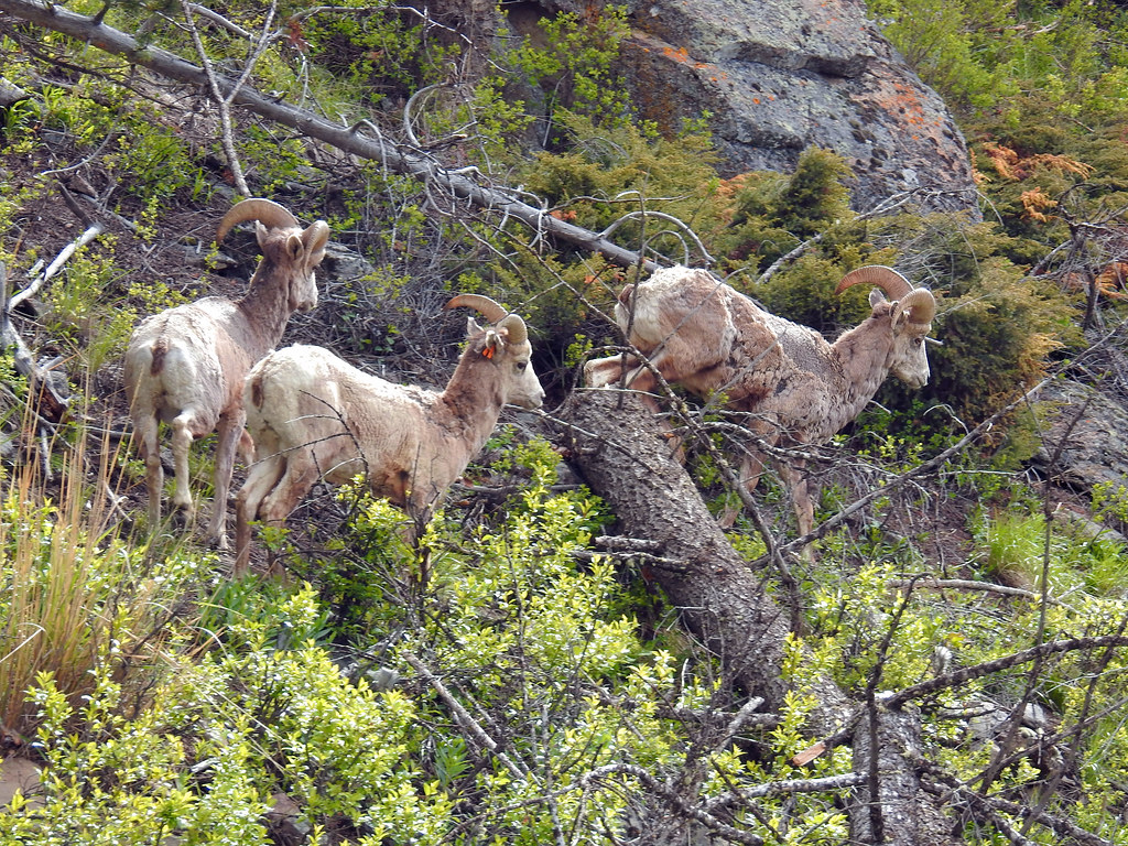 Big Horns in Big Sky, Montana