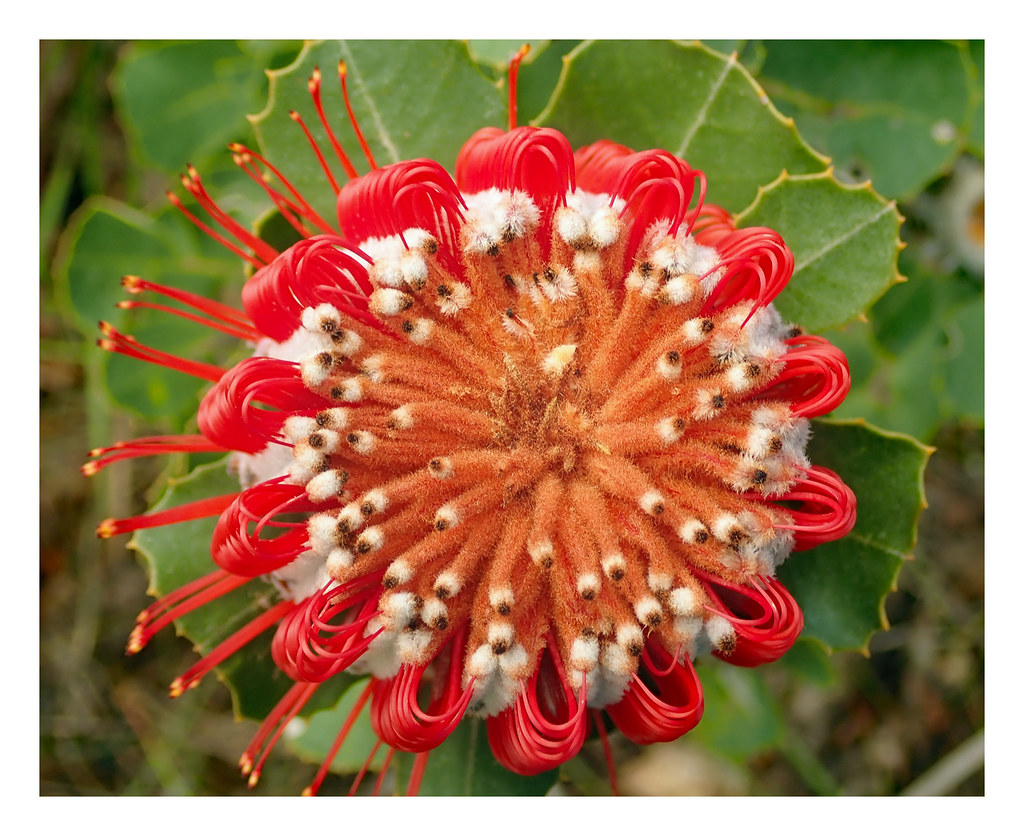 Banksia coccinea (Scarlet Banksia)_PA210380