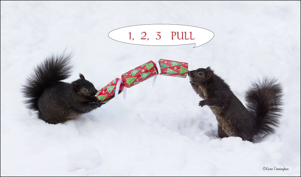 Fun with Backyard Squirrels this Christmas