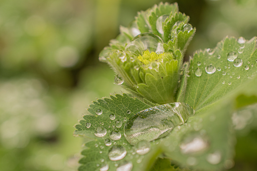 Morning Elegance &ndash; Water Droplets on Leaves
