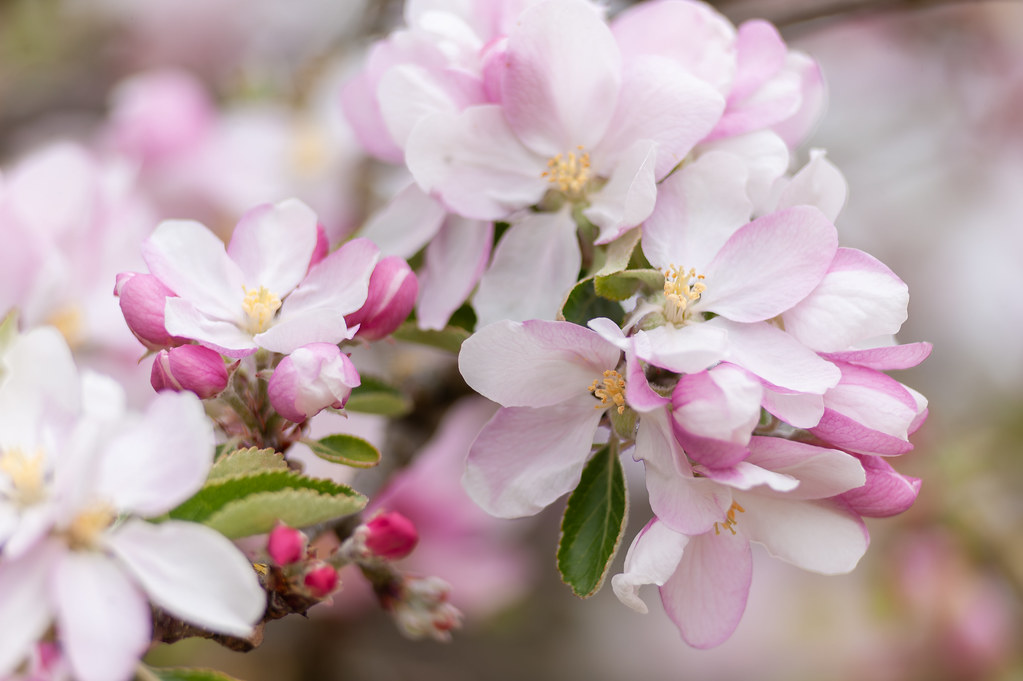 CTX2130 &copy; ctxuk 20250414 Apple Blossom