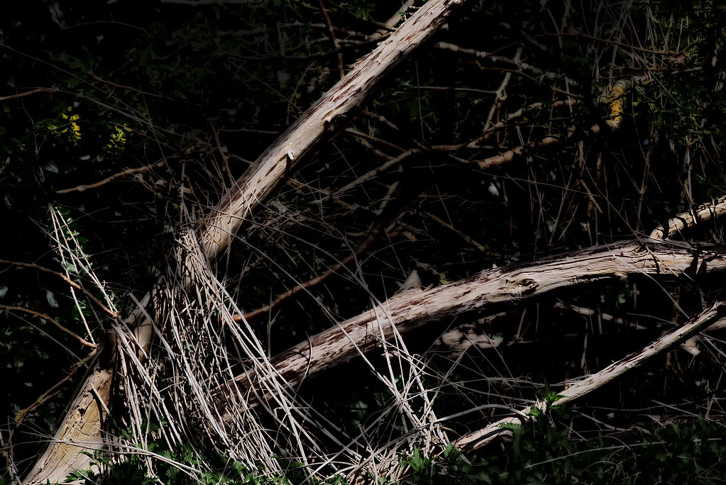 Dead tree