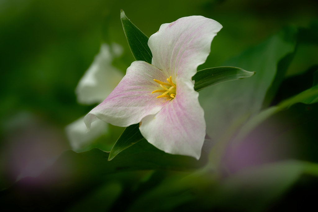 Large Flowered Trillium