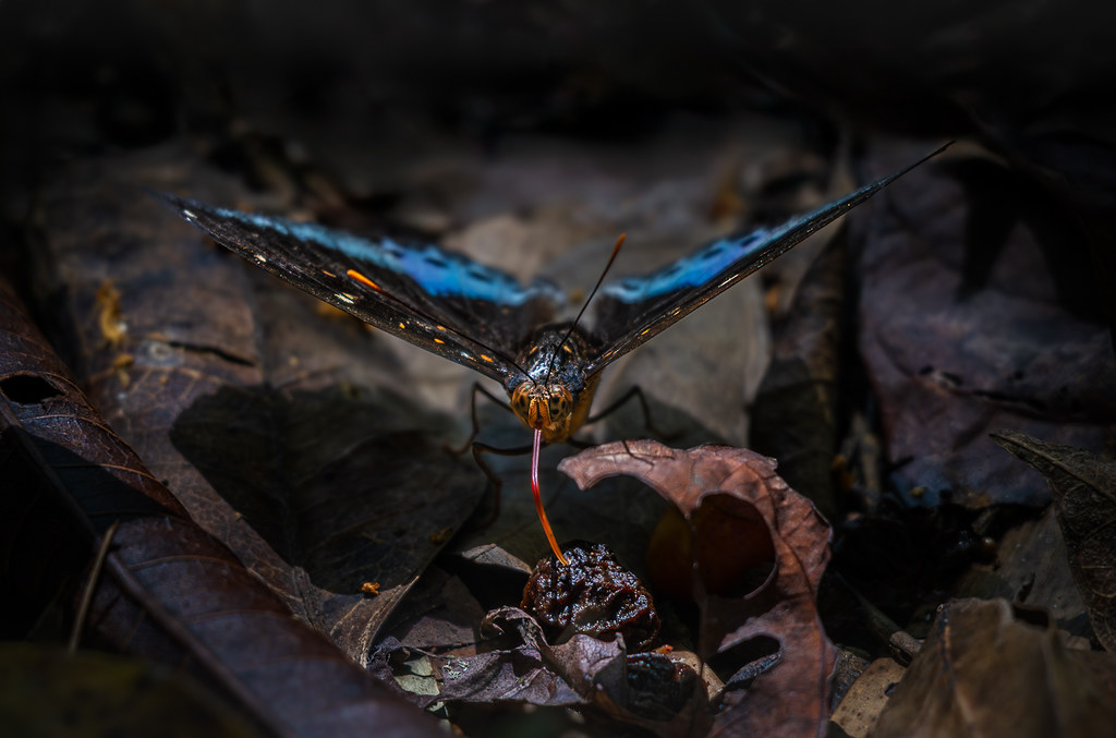 The Forest's Hidden Jewel