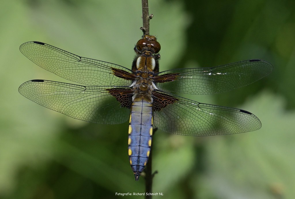 Broad-bodied Chaser