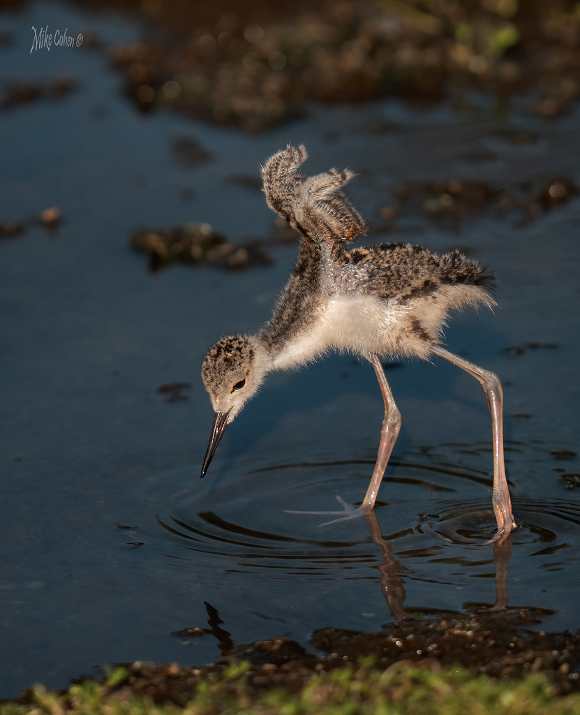 Black-necked Stilt Chick Stretch