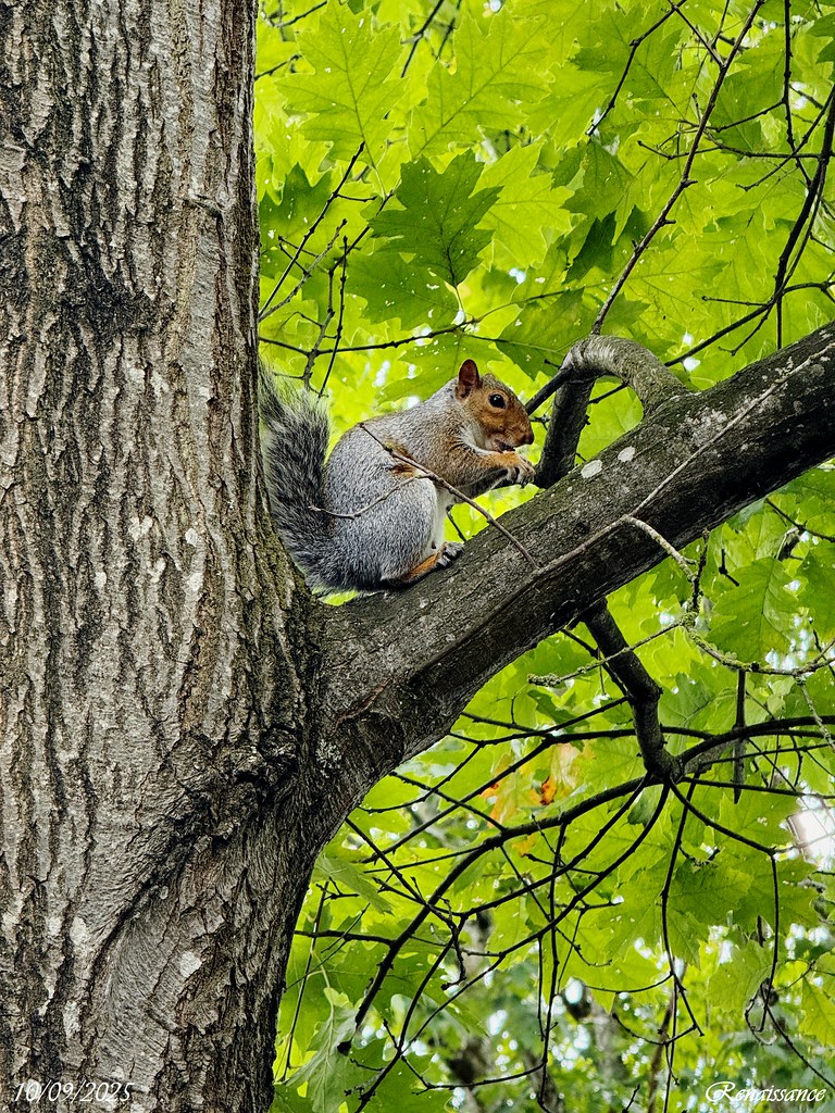 Nuts hunting