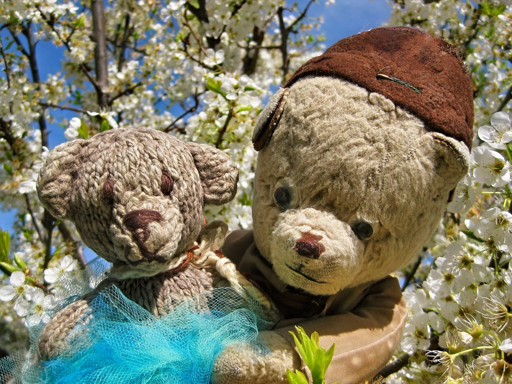 Paddington, Scout and the Apricot Blossom