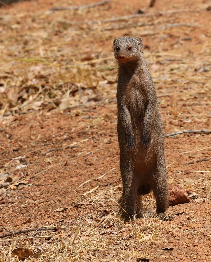 Banded Mongoose - Mungos mungo 260925 (13) F