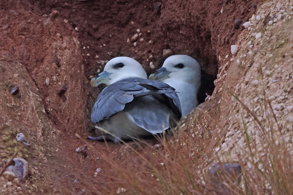 FULMAR // FULMARUS GLACIALIS