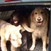 Truck o' dogs