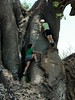 Thulamela Baobab