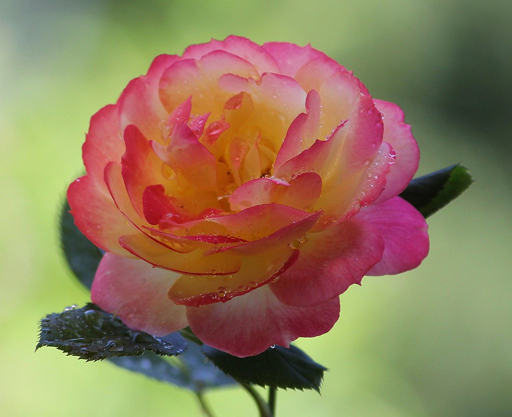 Rosa 'Chameleon'