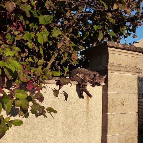 le trottoir - chat sur mur - octobre 2015 (800x800)