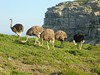 Cape Point Ostrch