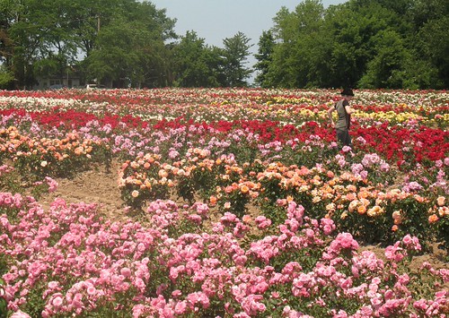 Rose field