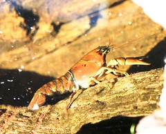 Crayfish in Talapus Lake
