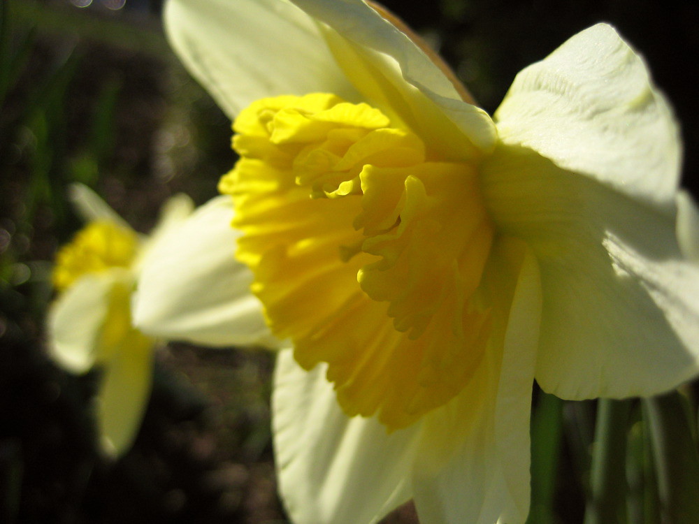 Sunday Sunshine