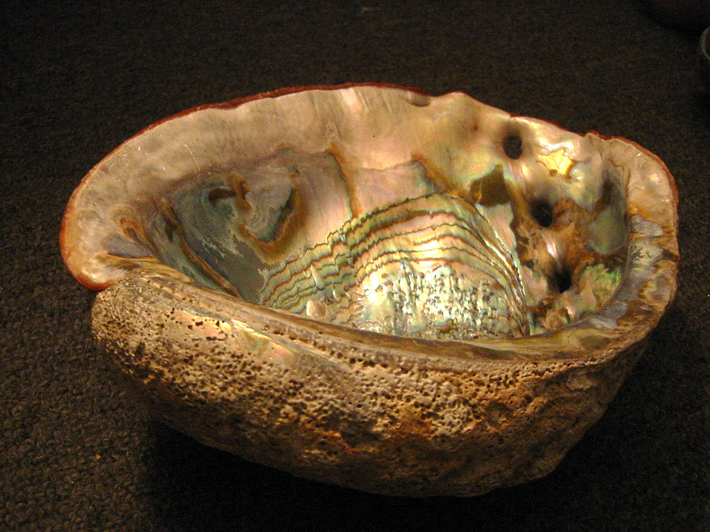 abalone