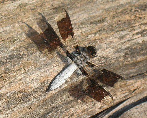 Libellula lydia, male