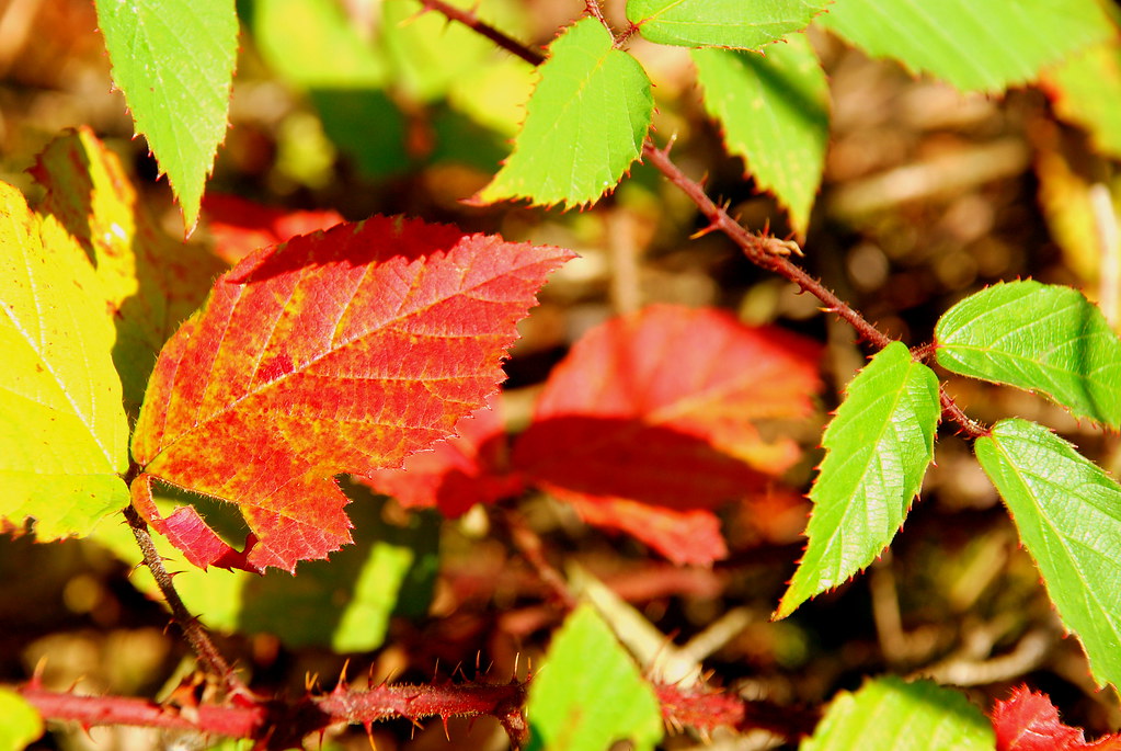 Bramble