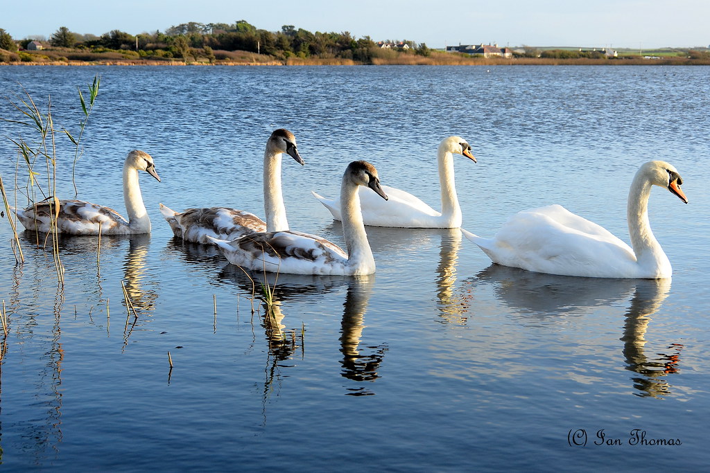 Three Signets Survive To Create A Lovely Family Near Rhosneigr .. Anglesey