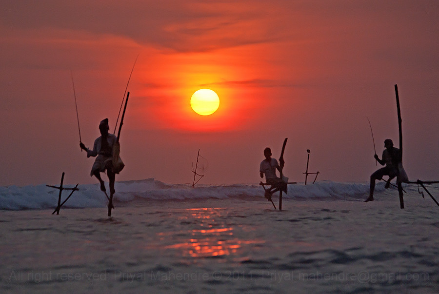 Stilt Fishing, Sri Lanka