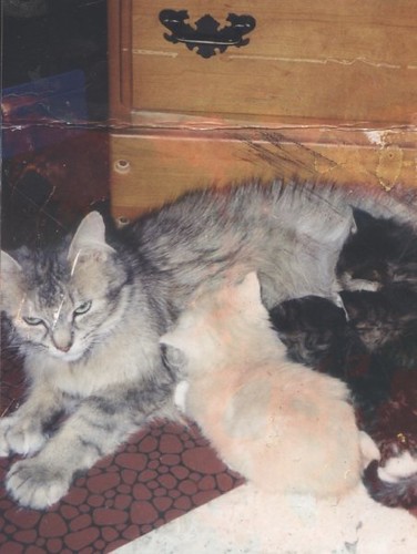 grisette et ses bébés