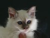 C'Koh-i Nor de Chatterley chaton mâle lilas à  trois mois