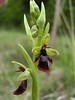 Ophrys insectifera JDM