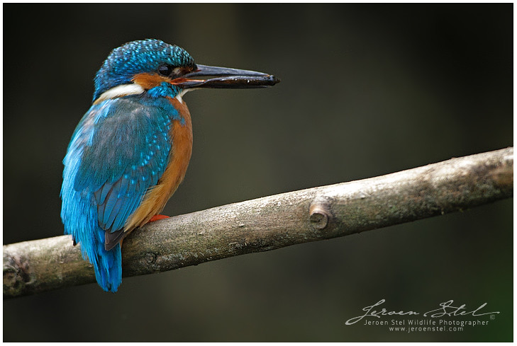 Kingfisher