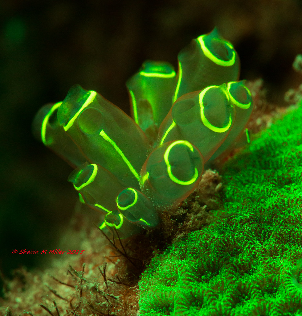 Sea squirts (Tunicates) -Fluoro diving at Maeda point, Okinawa