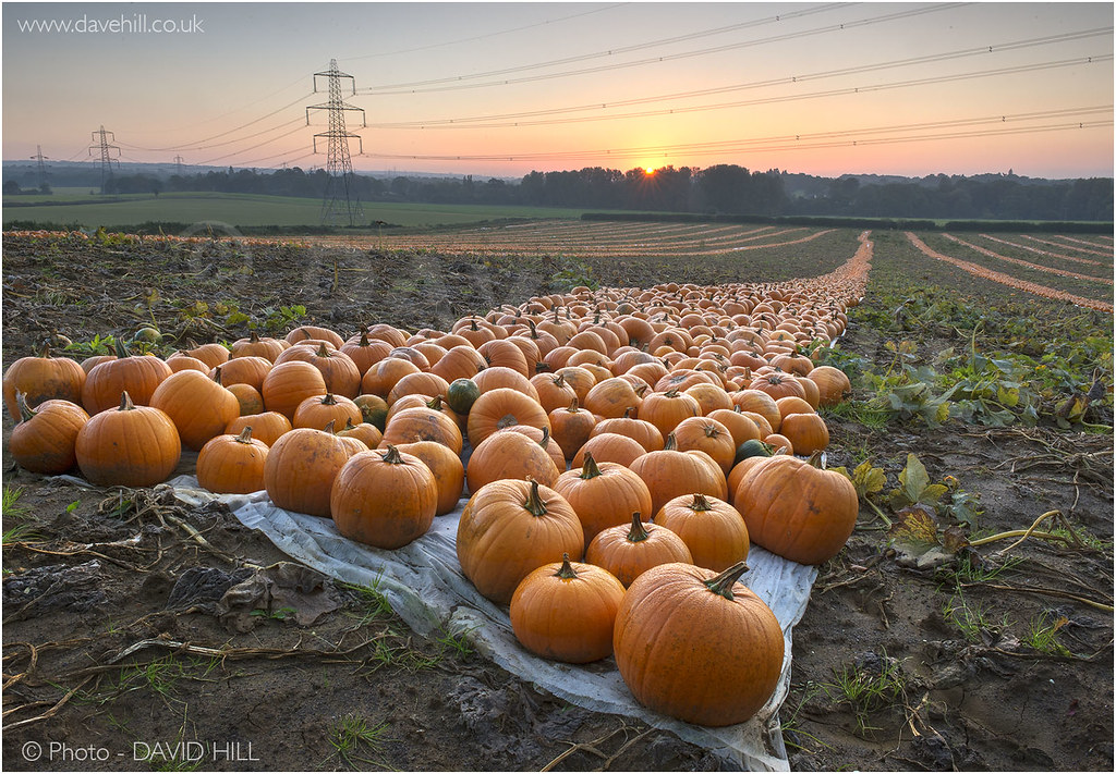 Pumpkins At Dawn
