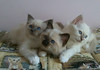 Les trois derniers chatons de GCHE Rampur Sink de Savanh's Vilayvan et de GCHE Toffee de Chatterley