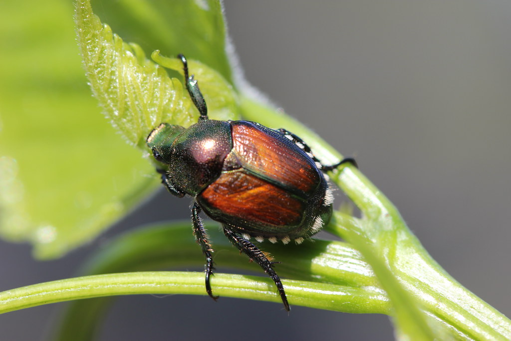 Japanese beetle