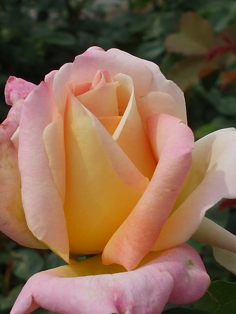HINT OF PINK