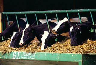 Holstein_dairy_cows