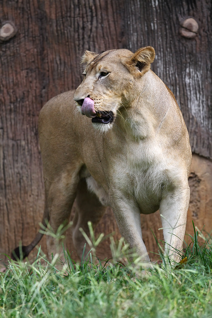 African Lion