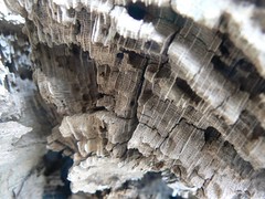 Wood