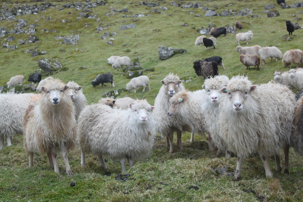 Faroese Sheep