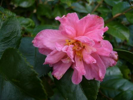 Camellia (rusticana x lutchuensis)  'Fragant Pink Improved'