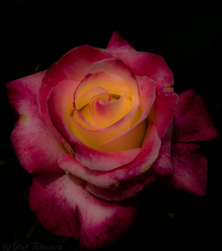 Delicate Rose