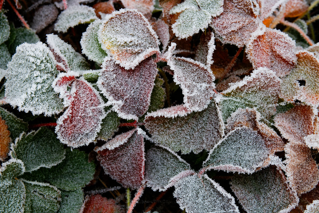 Frozen Colors