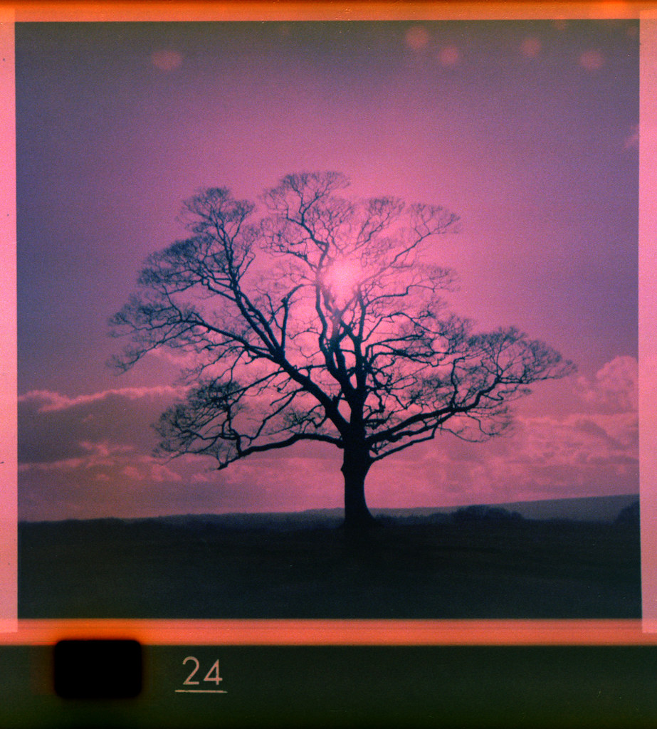 twentyfour - sycamore
